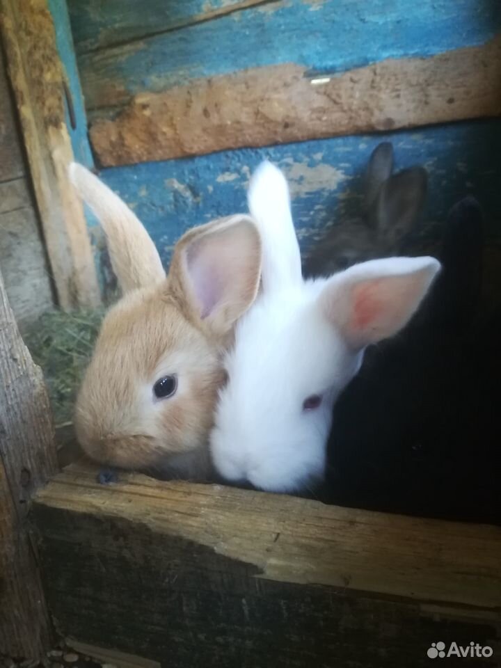 Продаются Кролики (крольчата) купить на Зозу.ру - фотография № 4
