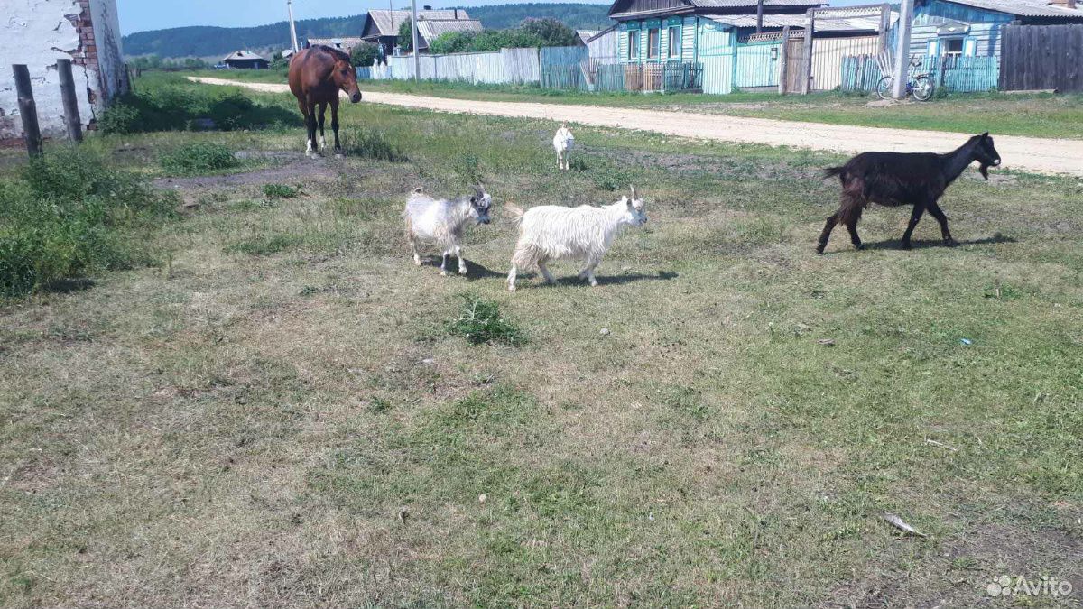 Продаю козу и 4 козлят купить на Зозу.ру - фотография № 2