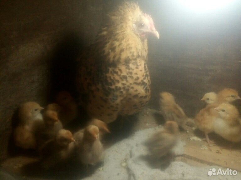 Курица мифлер с цыплятами купить на Зозу.ру - фотография № 2