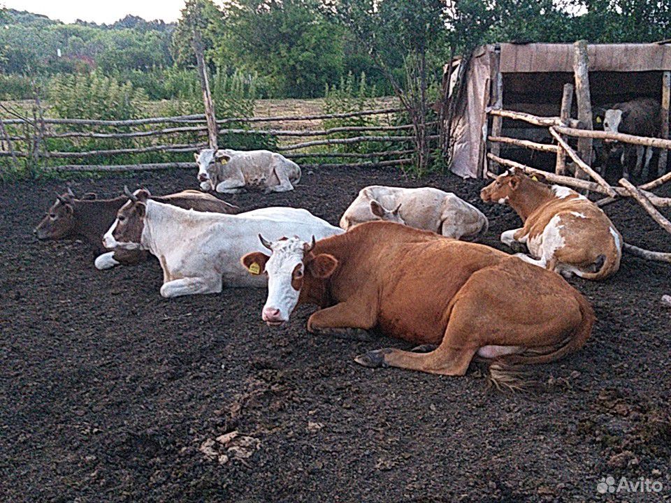 Дойные коровы купить на Зозу.ру - фотография № 2