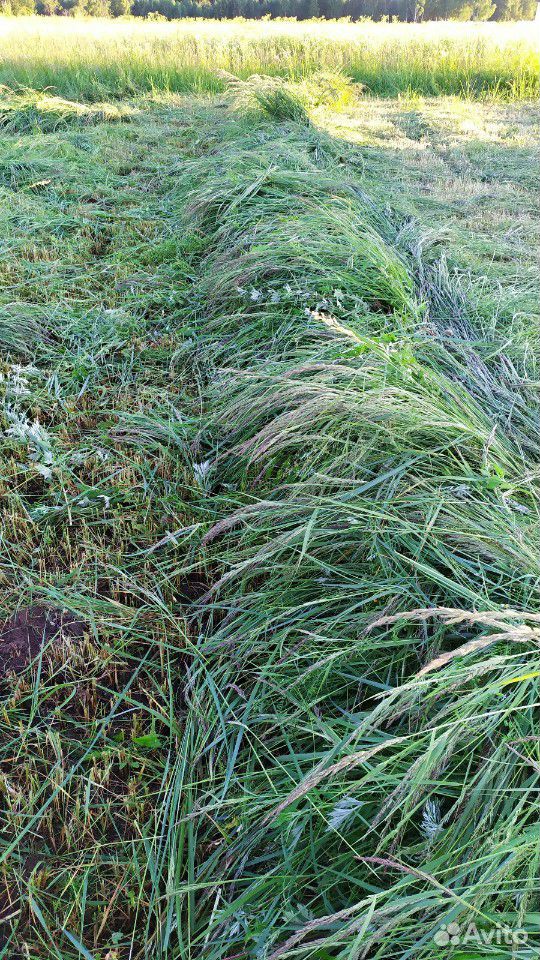Трава на сено свежая купить на Зозу.ру - фотография № 2