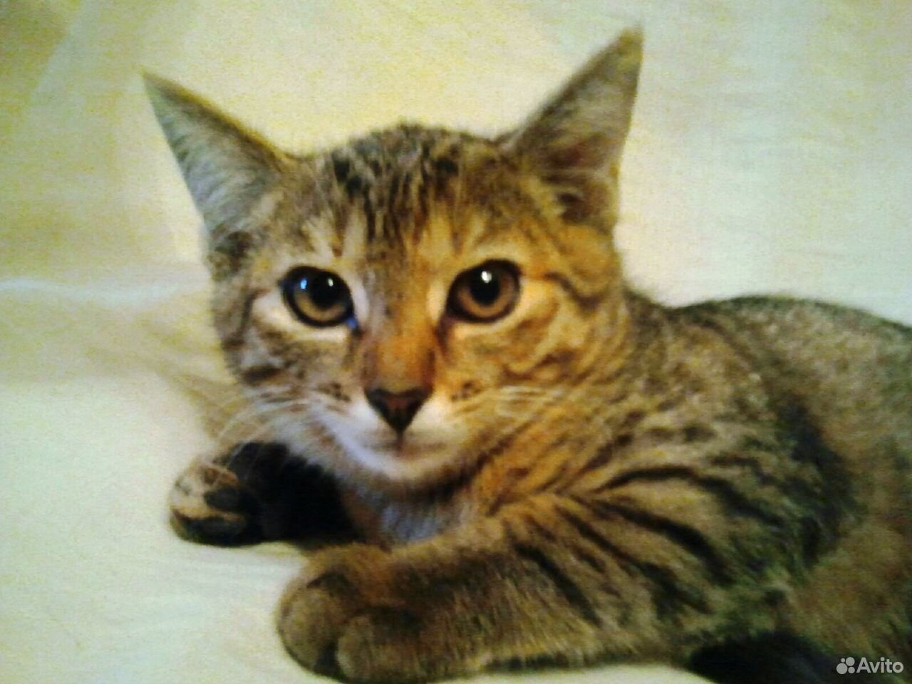 Котеечка в добрые руки. 2,5 месяца купить на Зозу.ру - фотография № 2