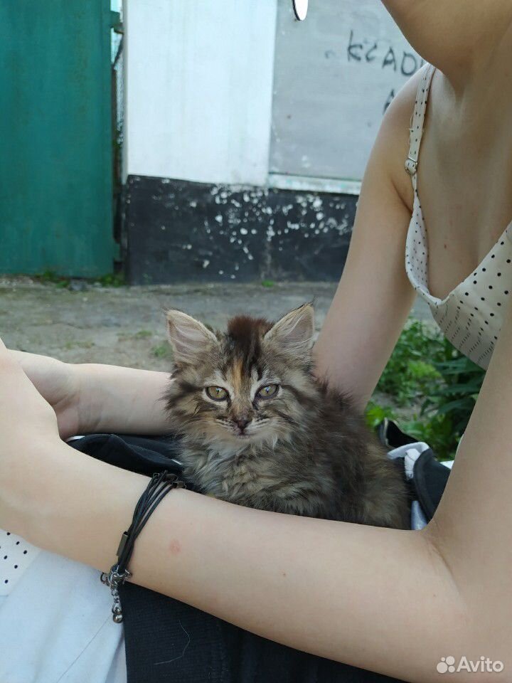 Маленький котенок ищет дом купить на Зозу.ру - фотография № 1