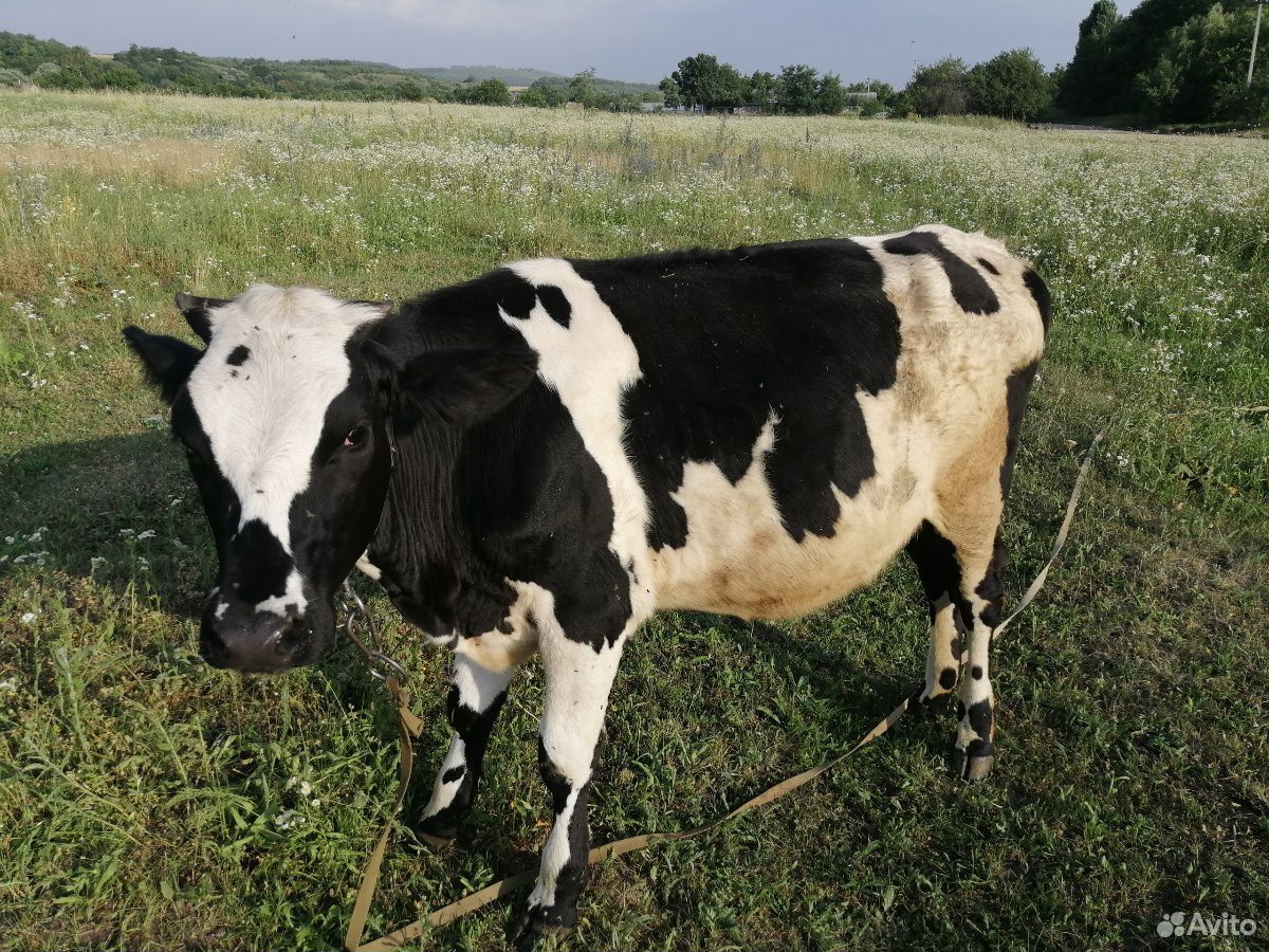 Корова, телочки купить на Зозу.ру - фотография № 2