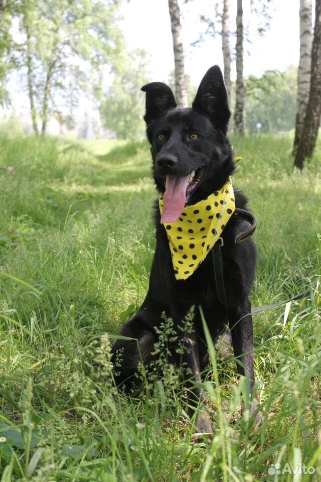 Пёс красавец Зорро в добрые руки из приюта купить на Зозу.ру - фотография № 2