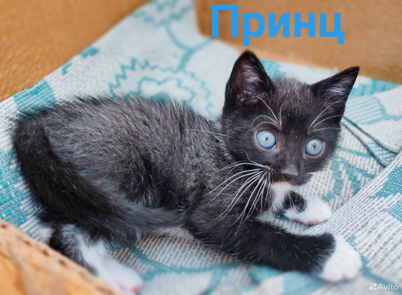 Милые котята ищут свой новый дом купить на Зозу.ру - фотография № 4