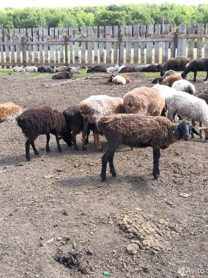 Баран овцы козы купить на Зозу.ру - фотография № 2