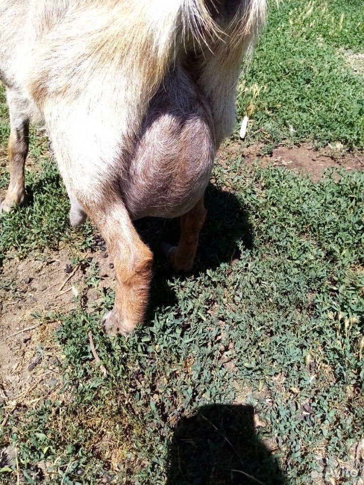 Высокоудойная коза купить на Зозу.ру - фотография № 1