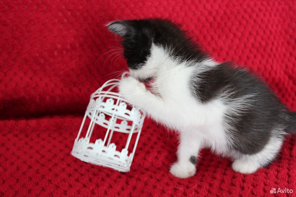 Давно мечтали о котике Жизнерадостные котятки испо купить на Зозу.ру - фотография № 2