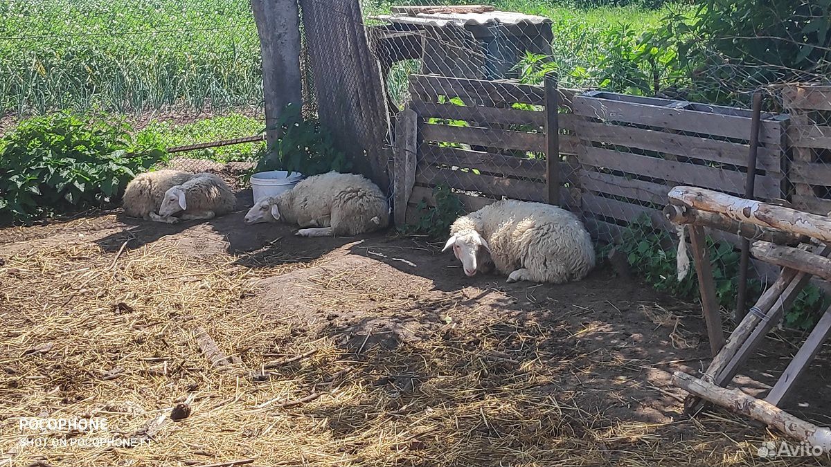 Бараны овцы ягнята купить на Зозу.ру - фотография № 1