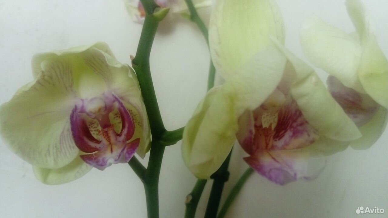 Орхидея фаленопсис. Лилии купить на Зозу.ру - фотография № 3