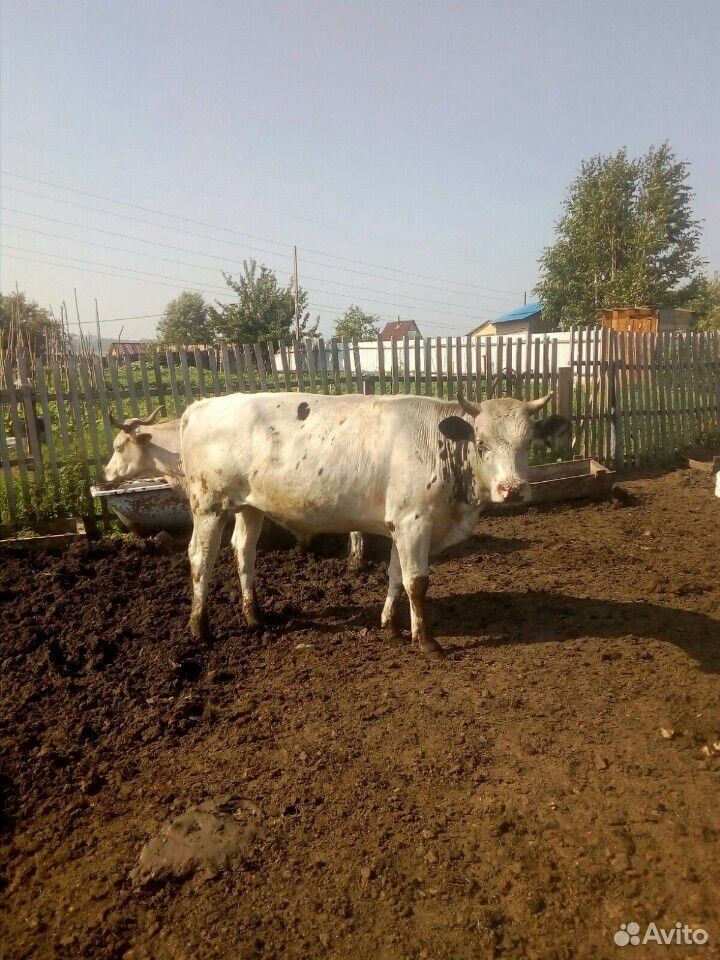 Корова и бык на мясо купить на Зозу.ру - фотография № 1