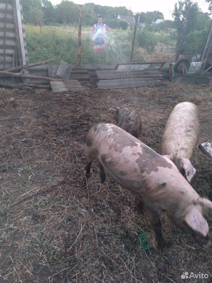 Свинки 6 месяцев живой вес 75 кг на племя купить на Зозу.ру - фотография № 2