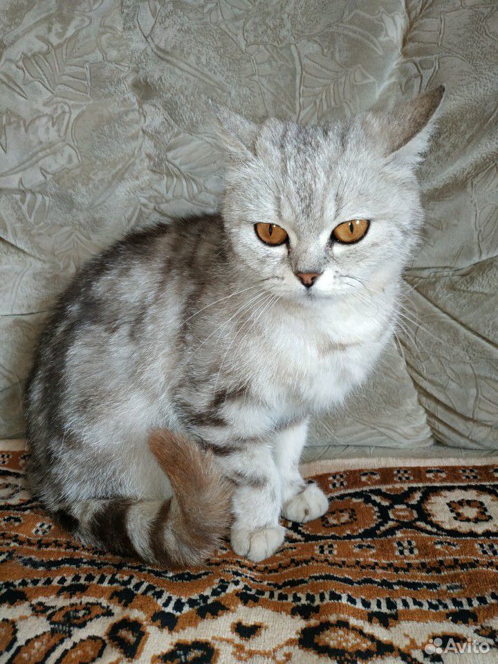 Шотландская кошка купить на Зозу.ру - фотография № 1