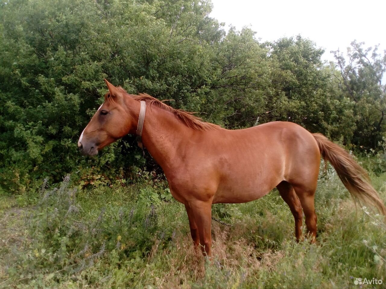 Лошадь 2015 года купить на Зозу.ру - фотография № 1
