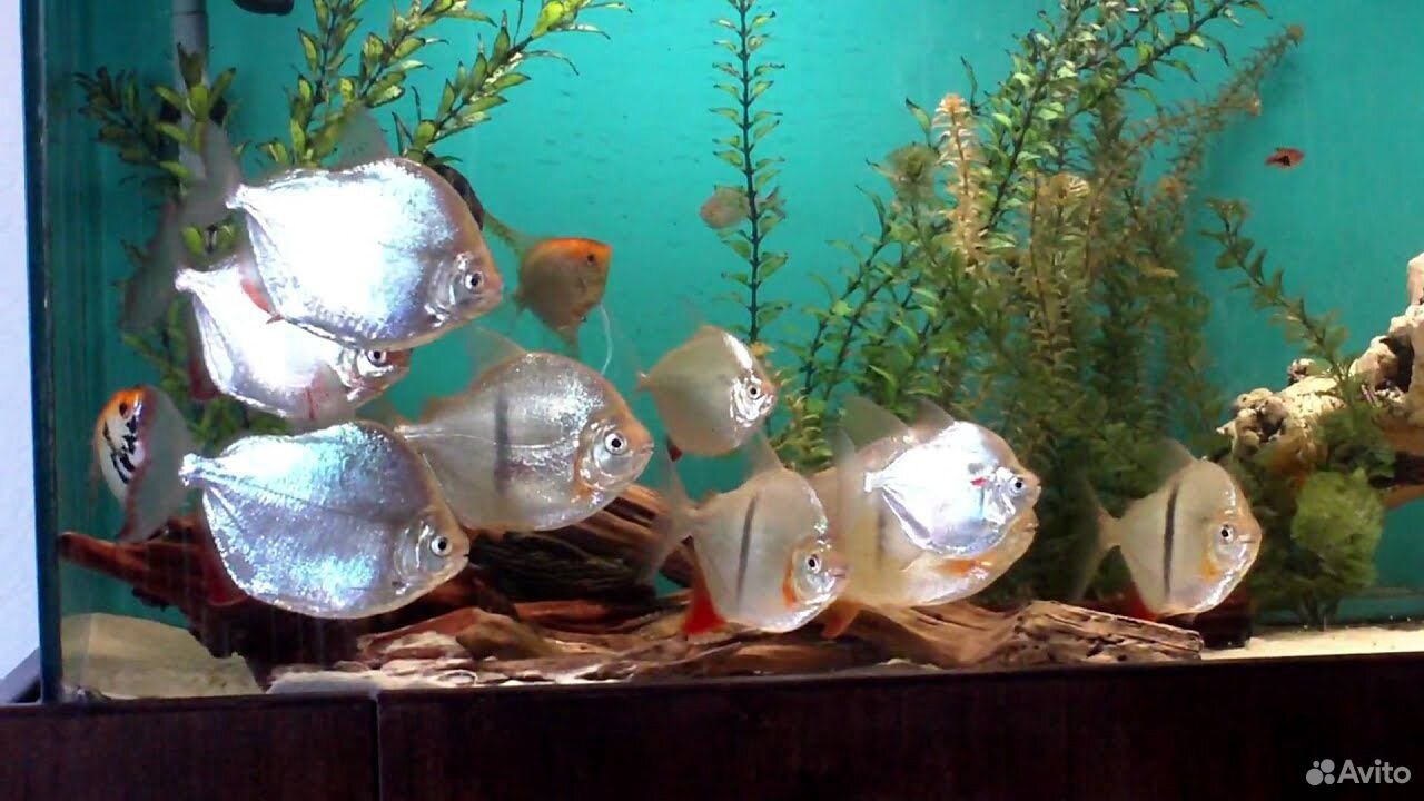 Метиннисы-рыбка доллар купить на Зозу.ру - фотография № 1