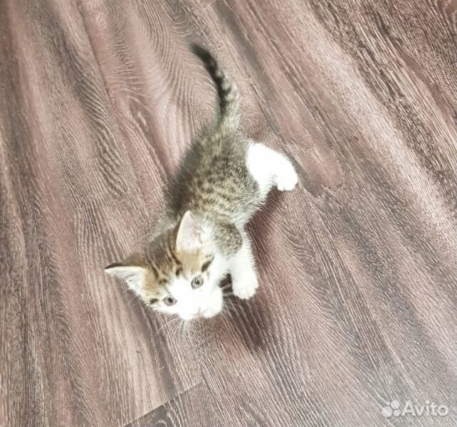 Котята, 1.5 месяца, бесплатно купить на Зозу.ру - фотография № 3