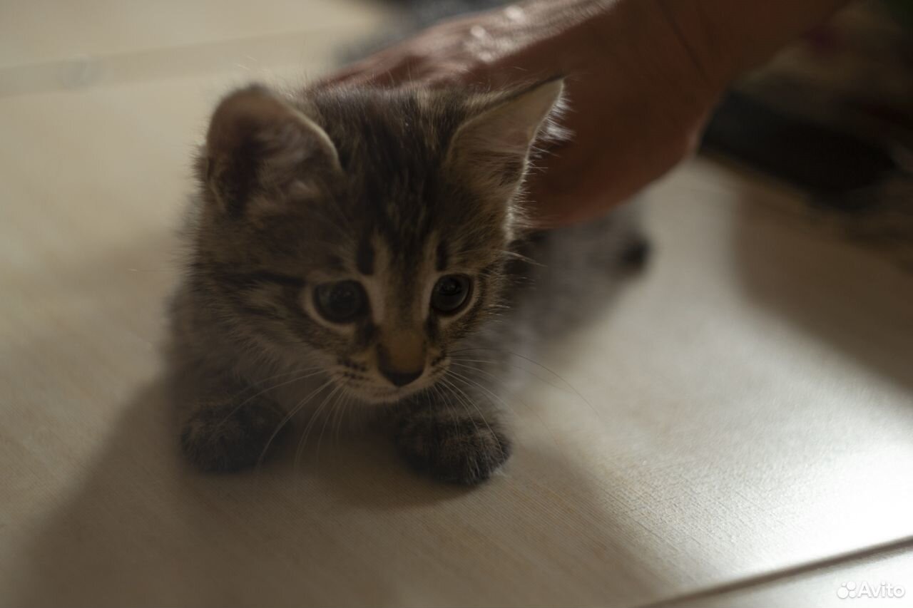 Котенок два месяца девочка купить на Зозу.ру - фотография № 1