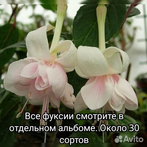 Цветы на улицу и в дом купить на Зозу.ру - фотография № 1