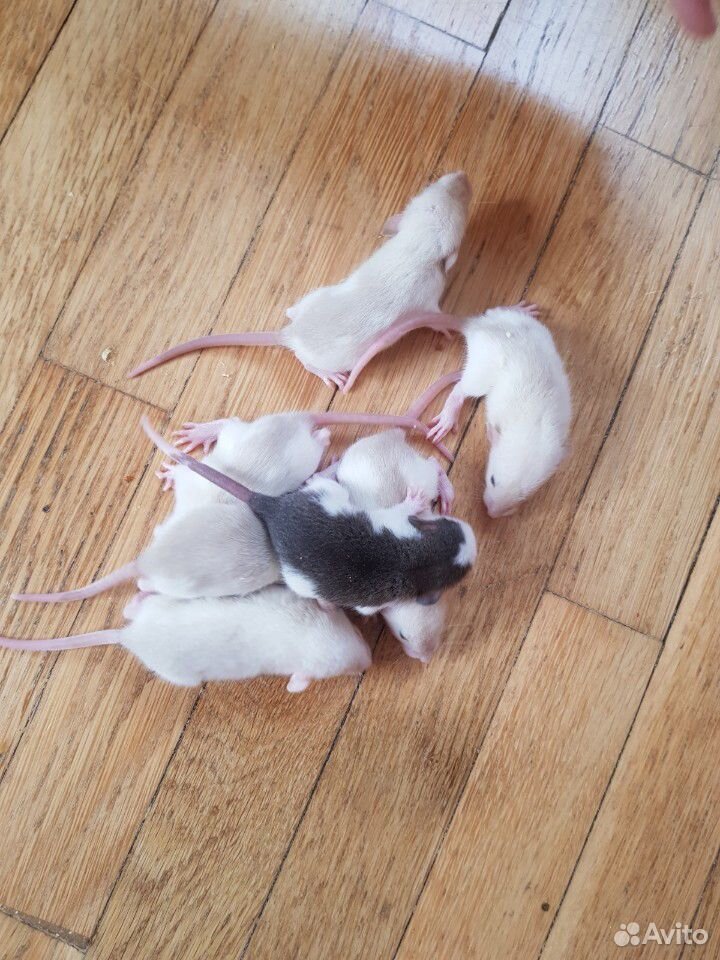 Крысы дамбо купить на Зозу.ру - фотография № 4