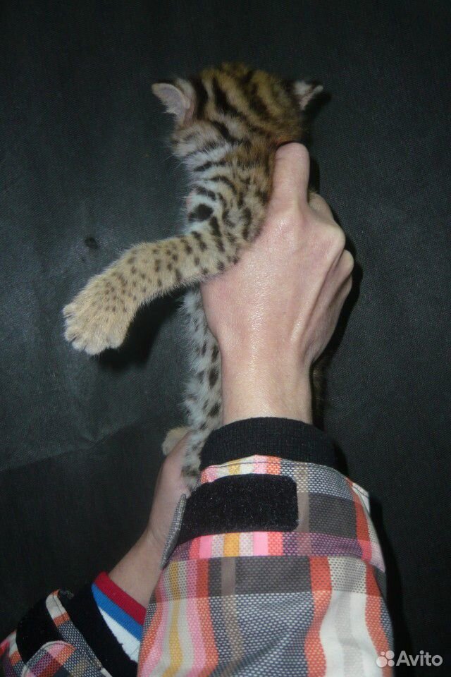 Алк или леопардовая кошка. alc купить на Зозу.ру - фотография № 4