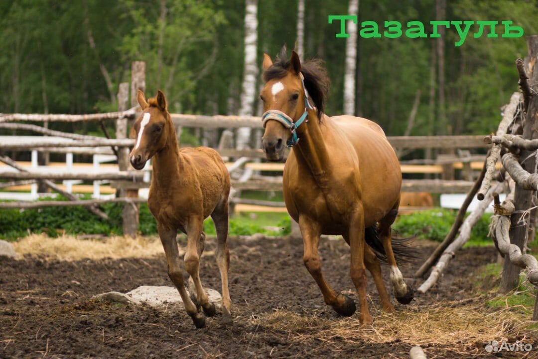 Лошади донской и буденновской породы купить на Зозу.ру - фотография № 7