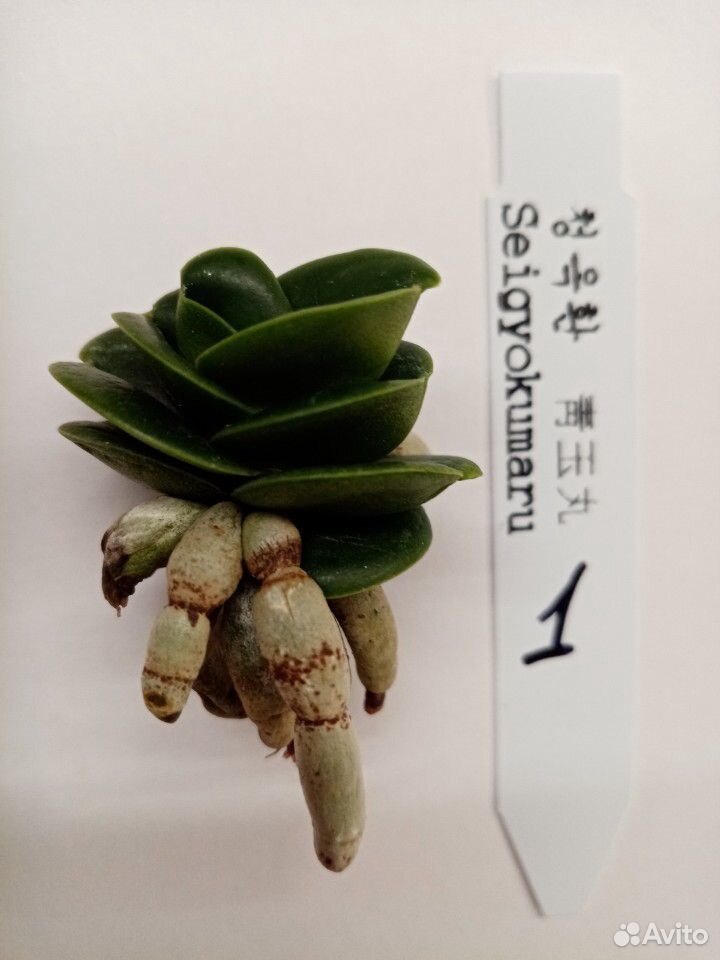 Орхидея неофинетия seigyokumaru купить на Зозу.ру - фотография № 1