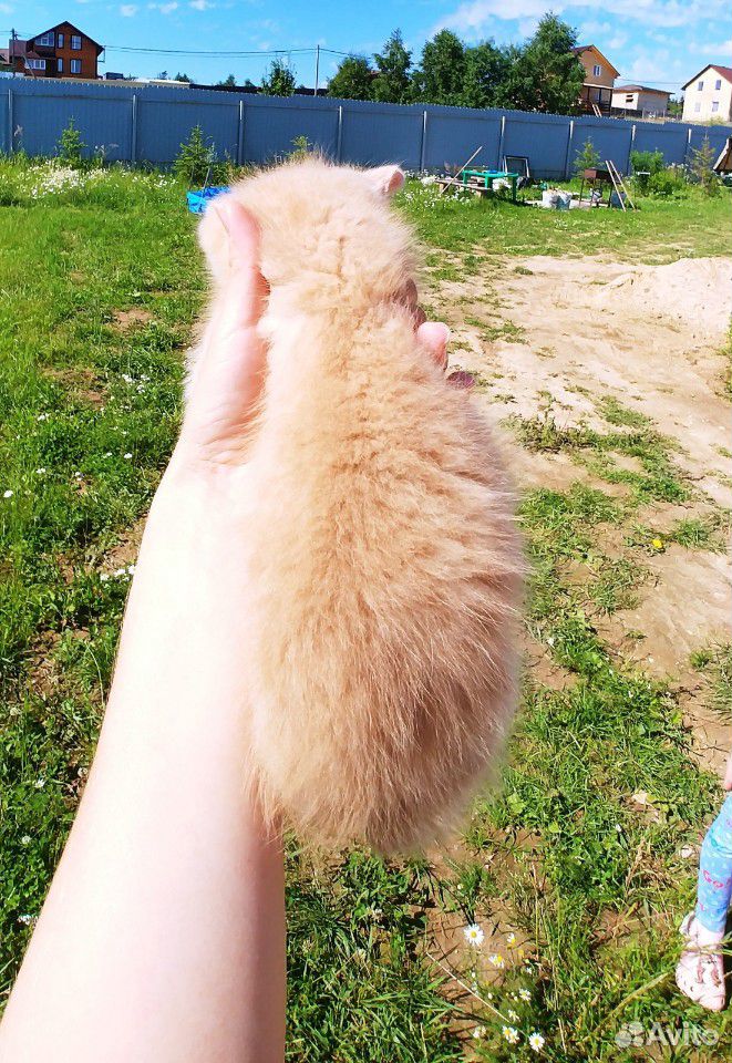 Котята в добрые руки бесплатно купить на Зозу.ру - фотография № 2