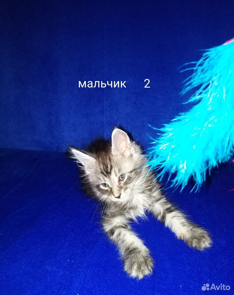Котята Мейн-кун купить на Зозу.ру - фотография № 8