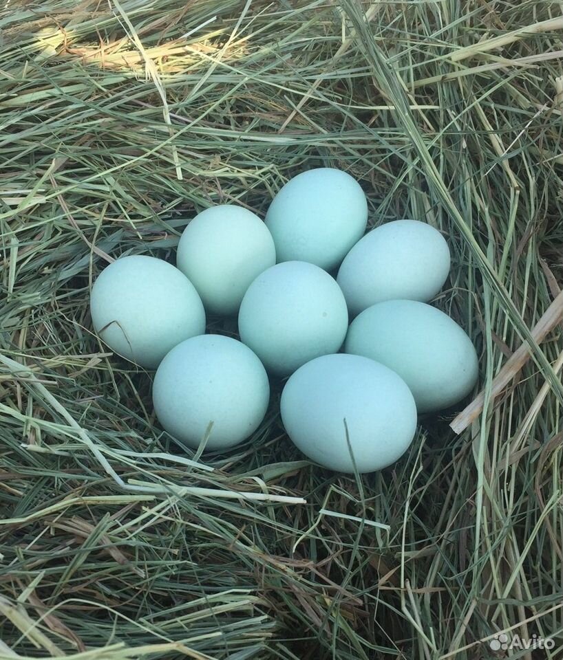 Инкубационные яйца ухейилюй купить на Зозу.ру - фотография № 1