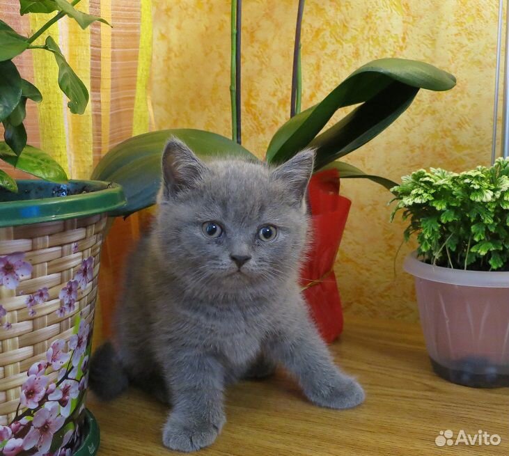 Продаются котята купить на Зозу.ру - фотография № 5