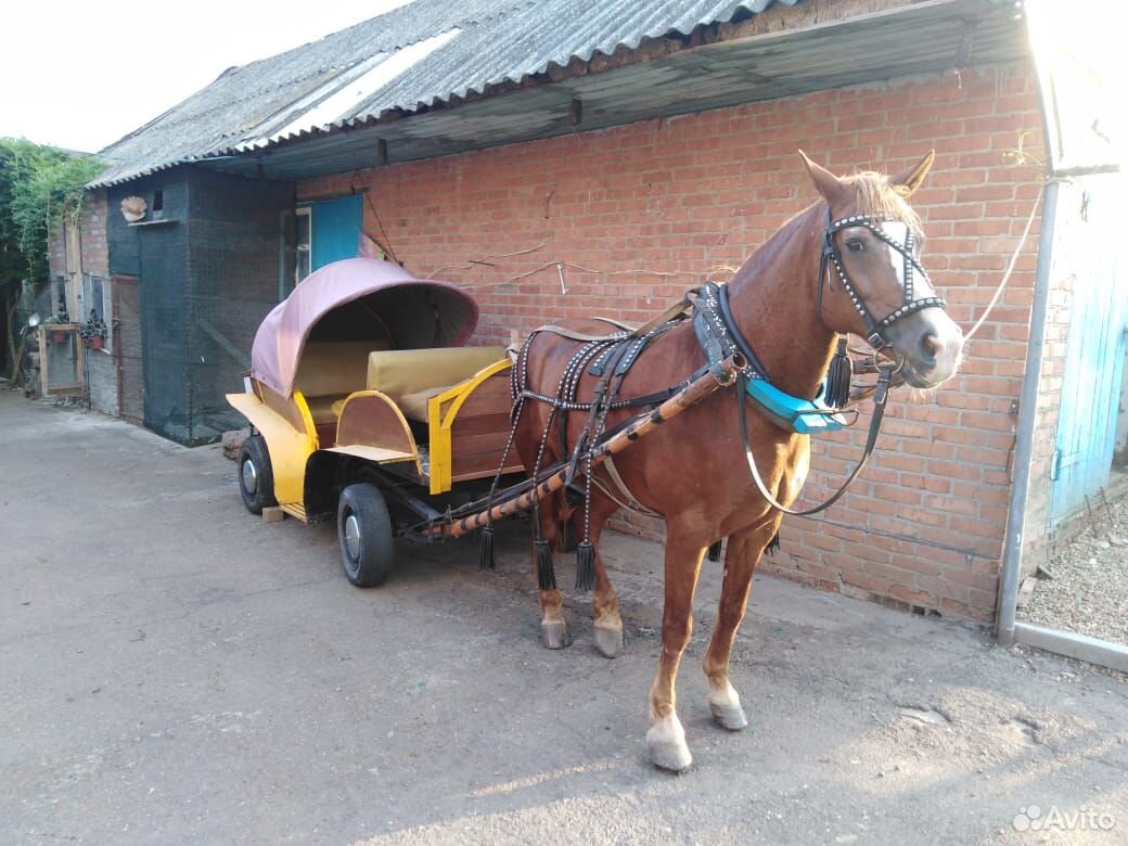 Продаётся лошадь с тачанкой купить на Зозу.ру - фотография № 1