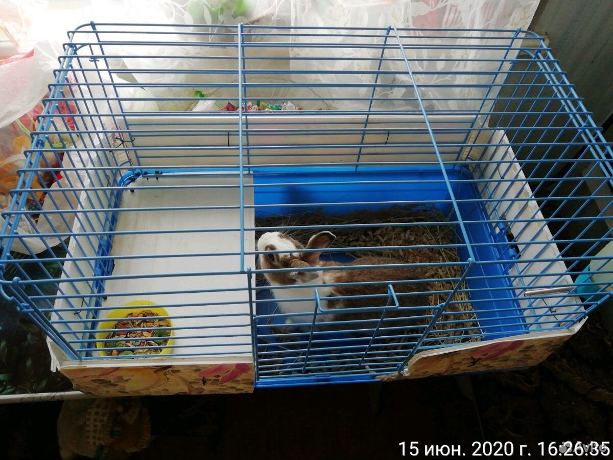Декоративный кролик+клетка купить на Зозу.ру - фотография № 1