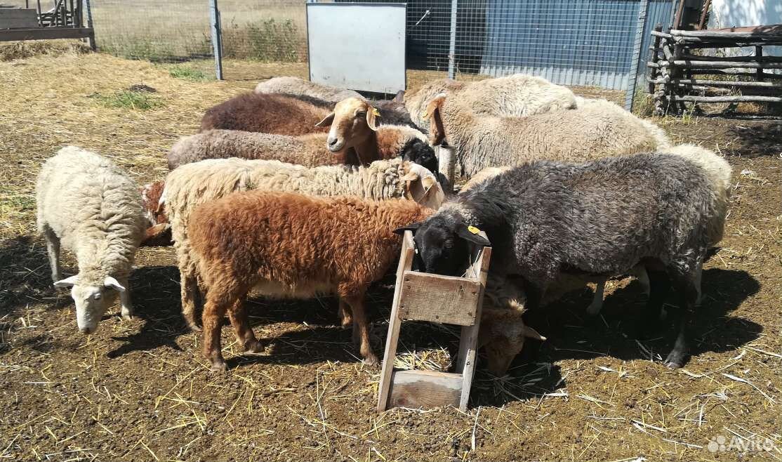 Продам овец с ягнятами купить на Зозу.ру - фотография № 5