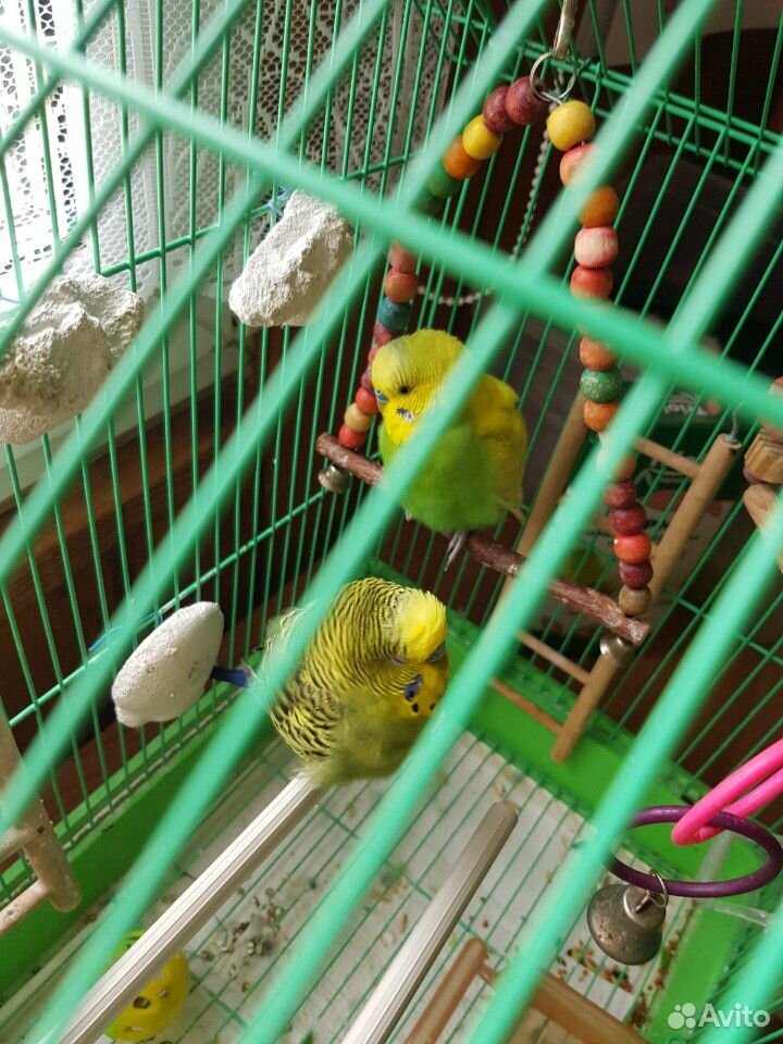 Волнистые попугаи с клеткой купить на Зозу.ру - фотография № 3