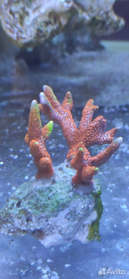 Морские кораллы купить на Зозу.ру - фотография № 1