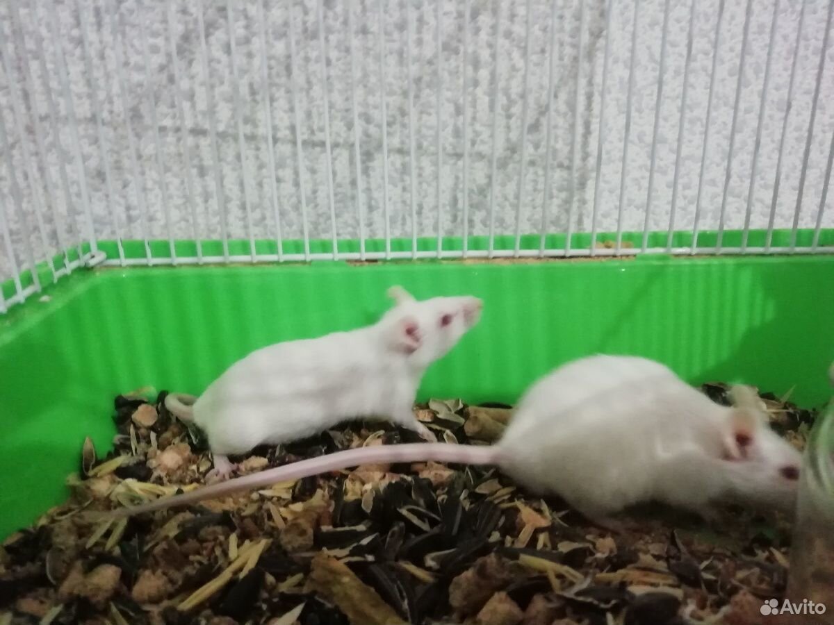 Мышки белые купить на Зозу.ру - фотография № 3