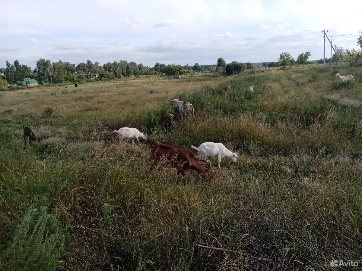 Продаём коз купить на Зозу.ру - фотография № 4