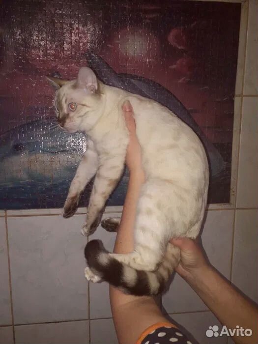 Кот в надежные и заботливые руки купить на Зозу.ру - фотография № 6