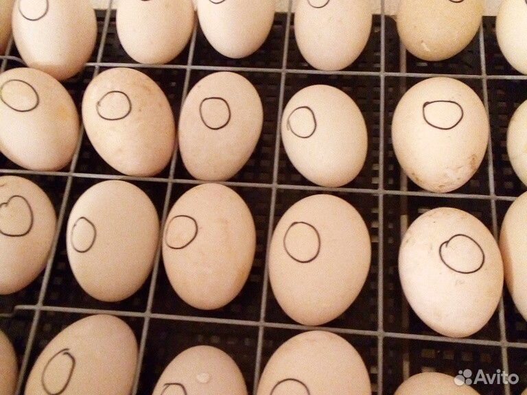 Инкубационное яйцо индийского бегунка купить на Зозу.ру - фотография № 1
