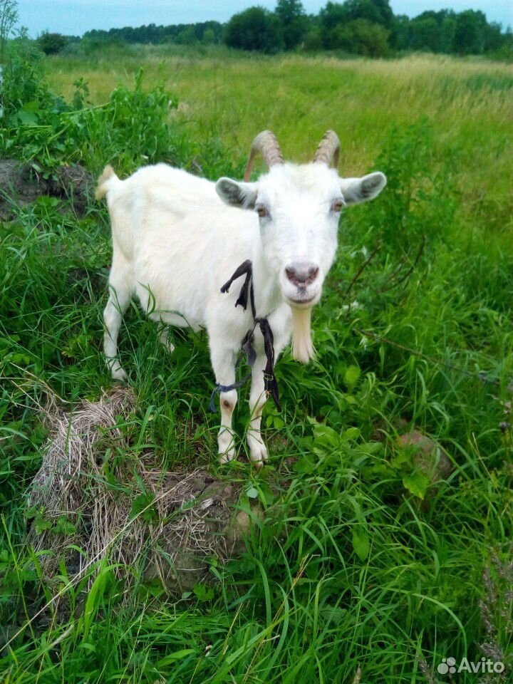 Стадо коз купить на Зозу.ру - фотография № 7