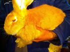 Кролики самец на развод фландер объявление продам