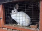 Кролики. Крольчихи, крольчата, Самцы, Самки объявление продам