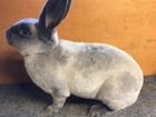 Кролики Племенные породы Рекс (больше 10 окрасов) объявление продам