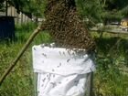 Пчелосемьи, рой, нуклеусы объявление продам