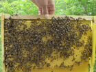 Пчёлосемьи (пчелы, пчелопакеты, отводки) объявление продам