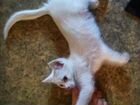 Котенок белого окраса в добрые руки объявление продам