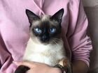 Тайский кот порода Тайя не сиамский.Отдам в хороши объявление продам