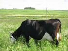 Продаю стельную корову-ярославской породы объявление продам