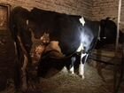Корова, чёрно-пестрой породы объявление продам